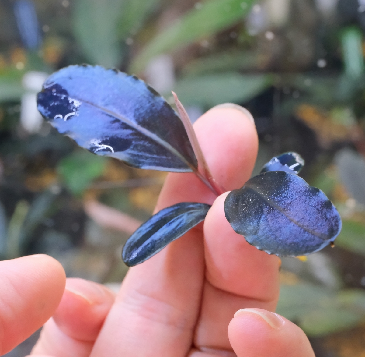 ブセファランドラsp.Theia Blue（ティアブルー）完全水中葉 No.2-購入