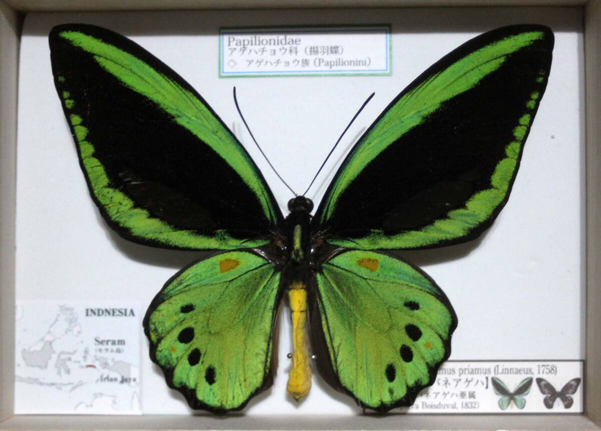 Ornithoptera priamus urvillianus 蝶の標本 ♂♀ Ornithoptera