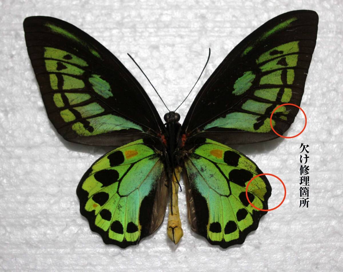 外国産蝶標本 メガネトリバネアゲハ A-♀ オーストラリア 産(虫類