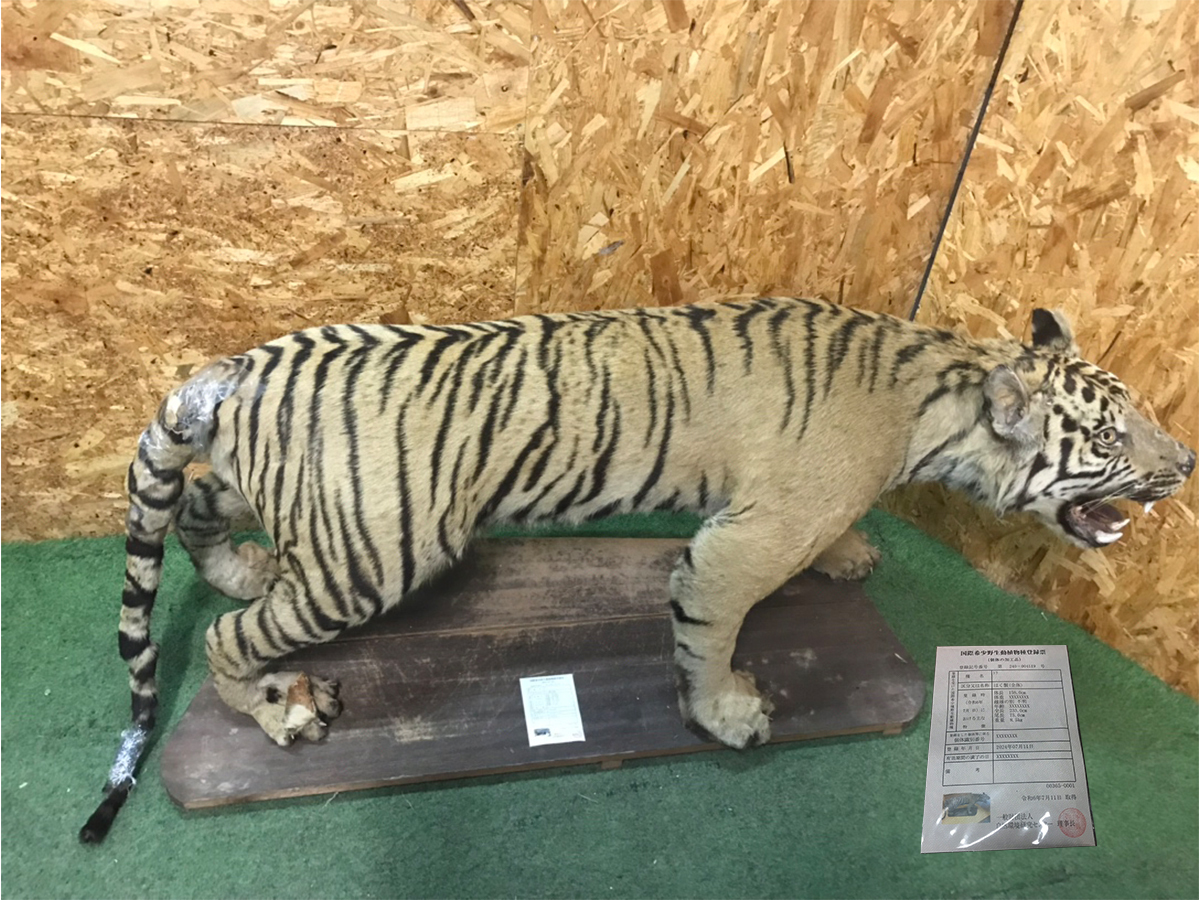 希少】ヒョウ剥製敷物 全長248cm 国際希少野生動植物種登録票付