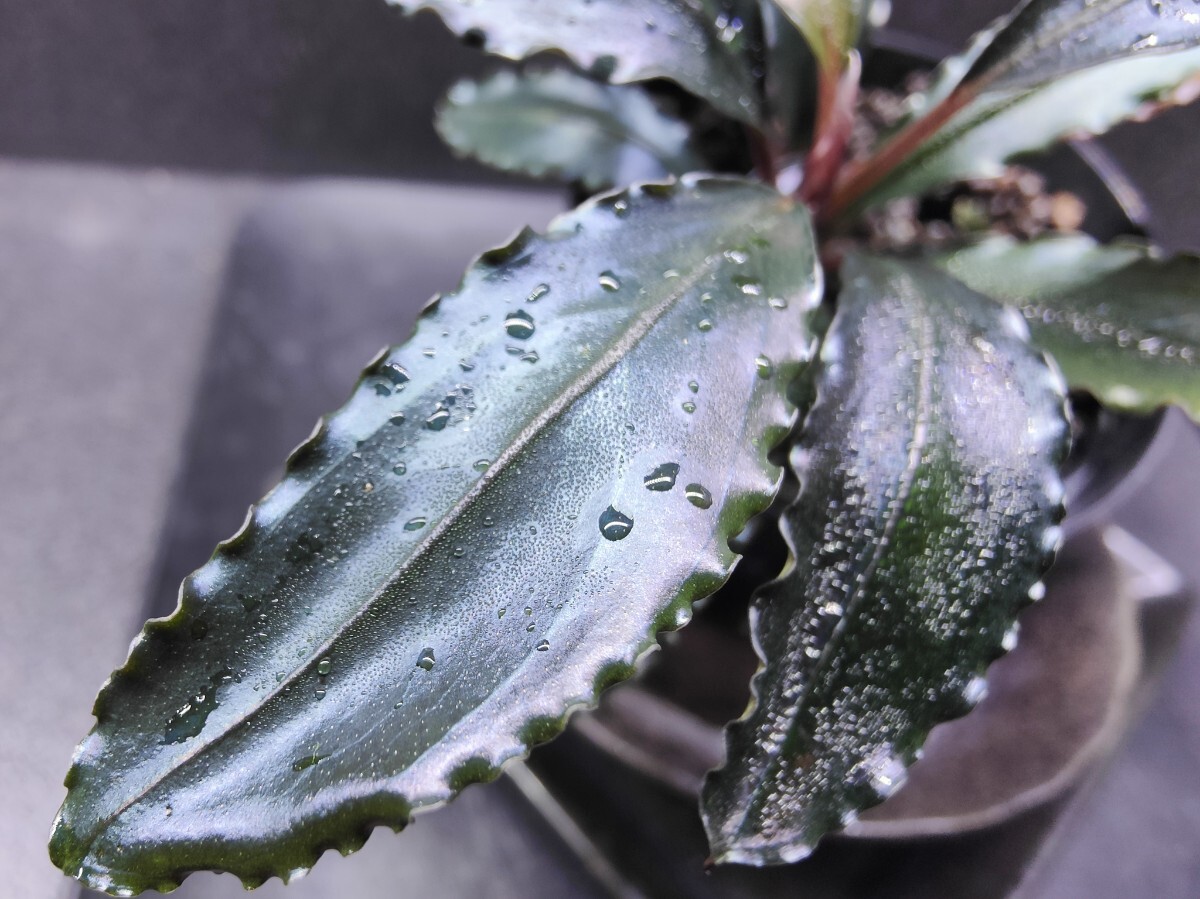 Yahoo!オークション - Bucephalandra sp.”Red waltz” 水上葉 ブセフ