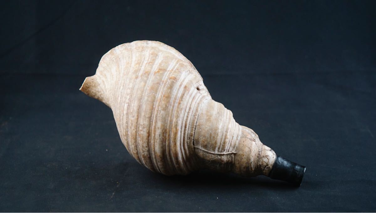 修験道法螺貝山伏密教魔除け熊よけ❣️ホラガイほら貝