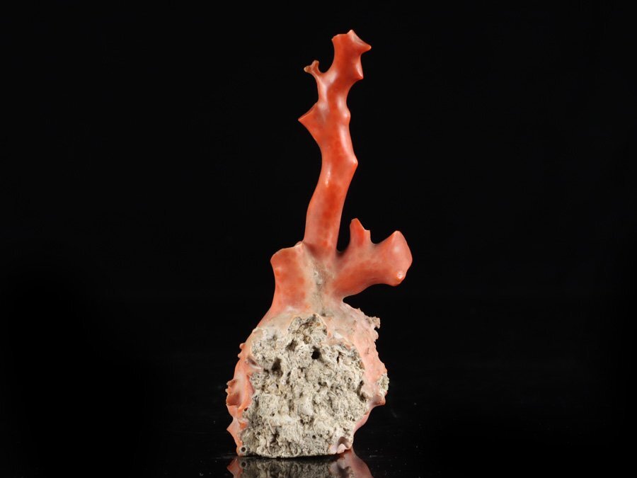 希少！＊血珊瑚＊天然 原木 サンゴ オブジェ 置物 希少！＊血珊瑚