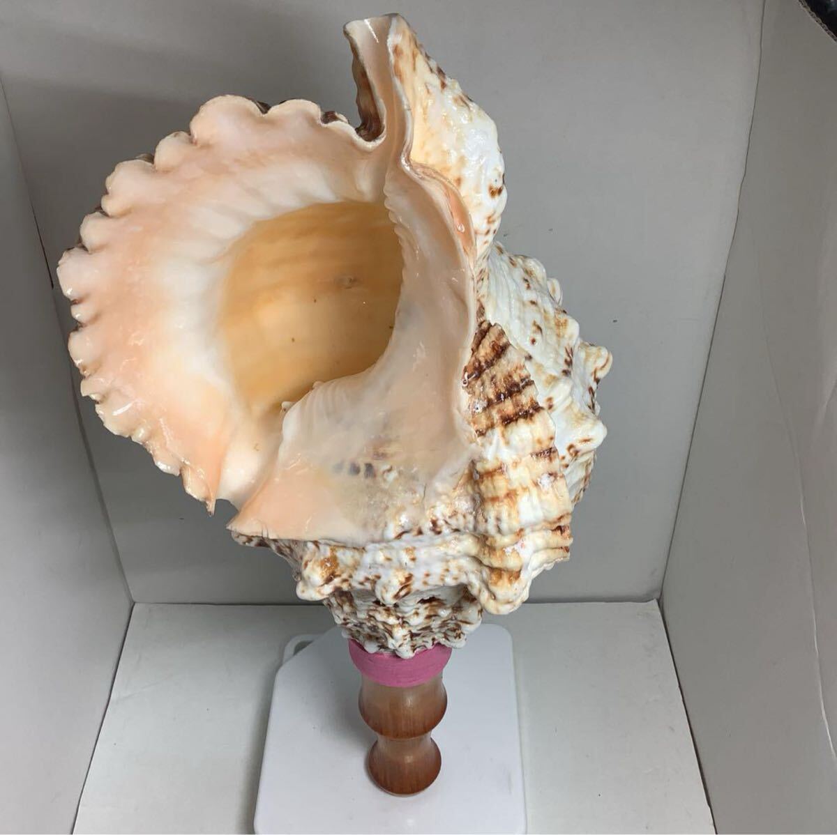 ヤフメリ43・法螺貝・山伏・修験者・金峯山・羽黒山・戦国武将・縁起物