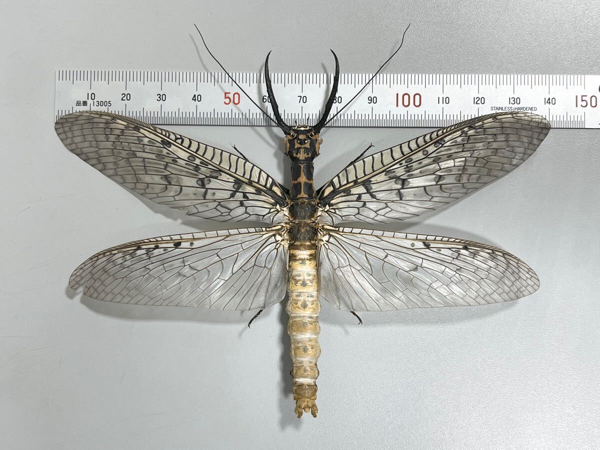 希少 オオキバヘビトンボ 標本 専用 オオキバヘビトンボ 標本 2種1体