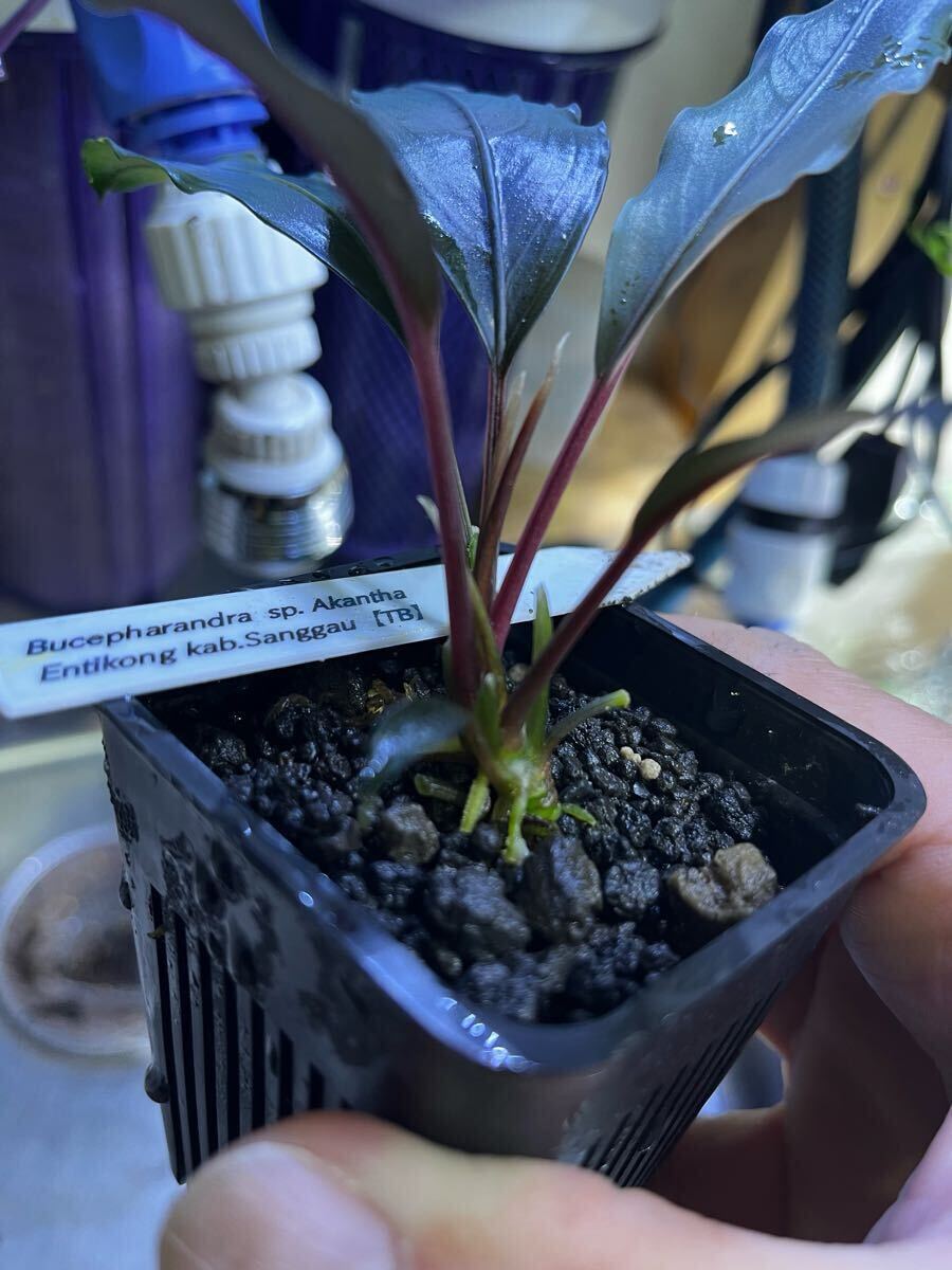 ア*イ様 ブセファランドラsp. Entikong Kab.Sanggau 20
