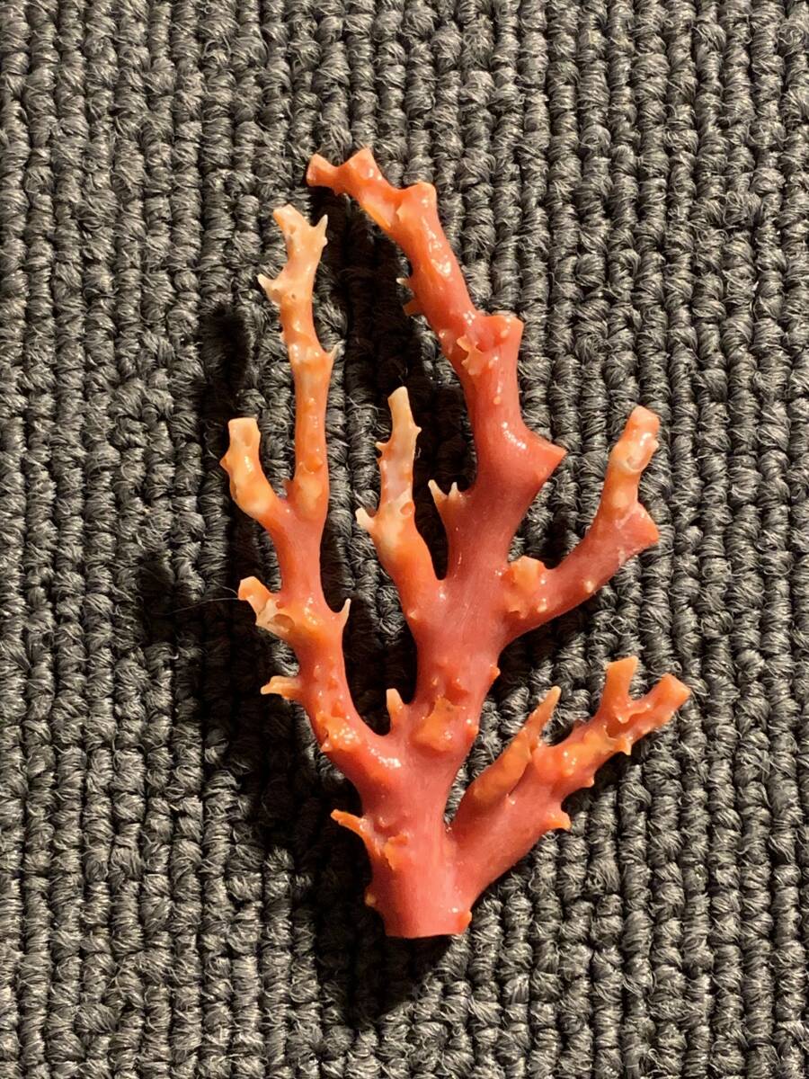 珊瑚 本珊瑚 原木