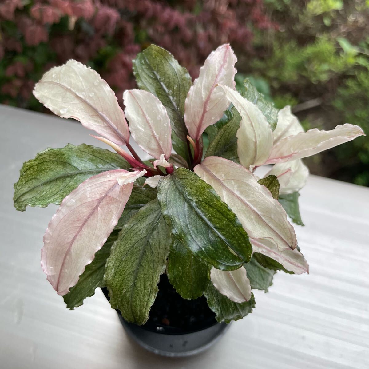 Bucephalandra sp. ピンクバリエガータ ブセファランドラ 【公式通販】