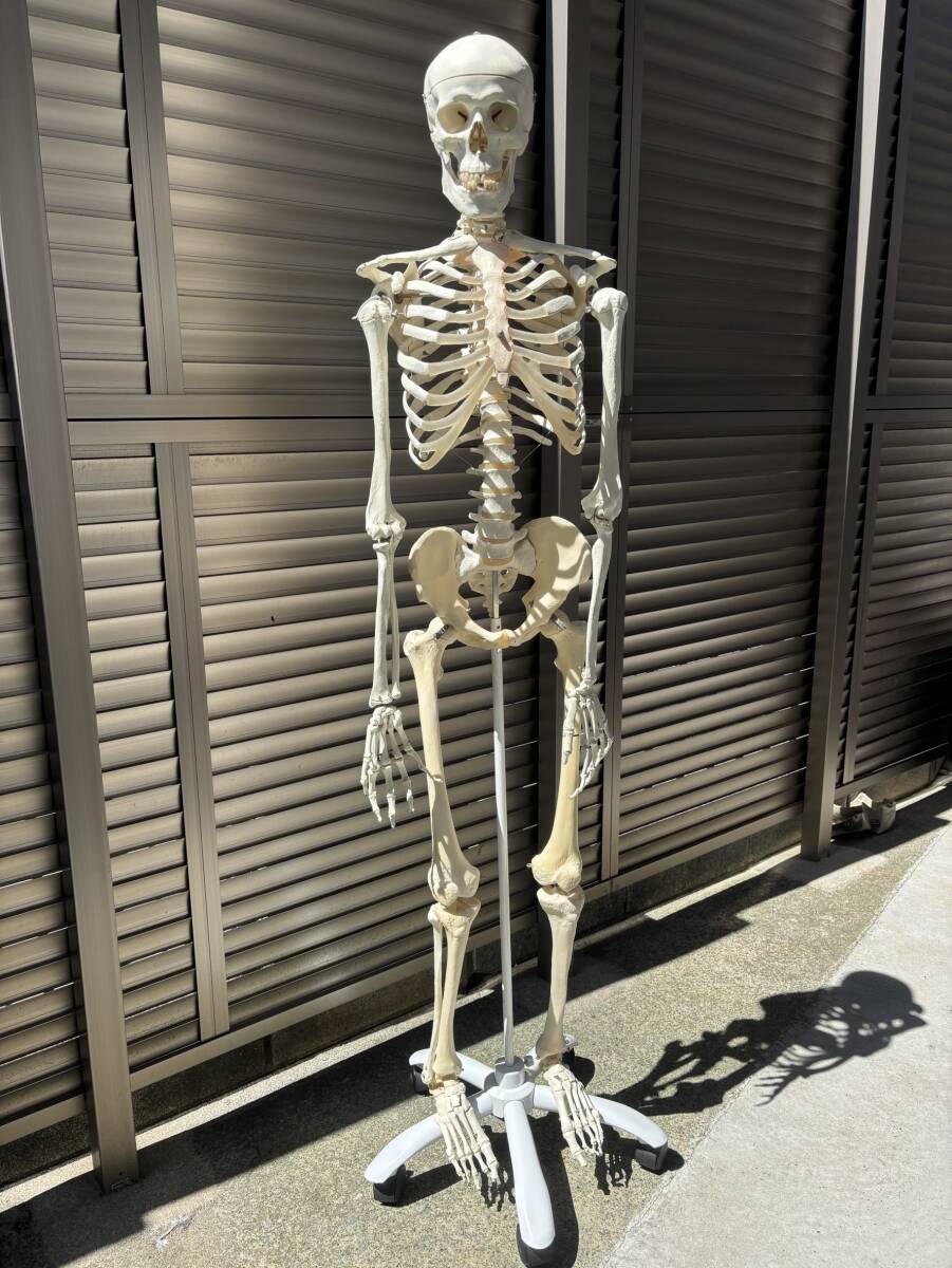 骨格模型 人体模型 骨 等身大 160 - 170 キャスター 医学玄人 人体骨格
