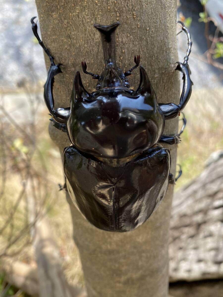 ヤヌスゾウカブト ゾウカブト ヤヌス・ヤヌス 標本 セット くわかぶ