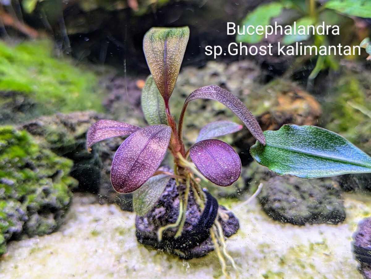 ブセファランドラspゴーストカリマンタン 群生株 大株 分岐株 5株あり