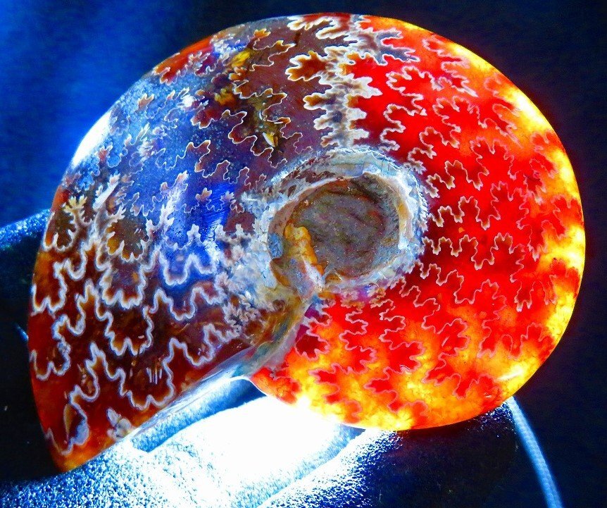 数万個の中の一個☆天然マダガスカル産 ☆ コレクション 縫合線