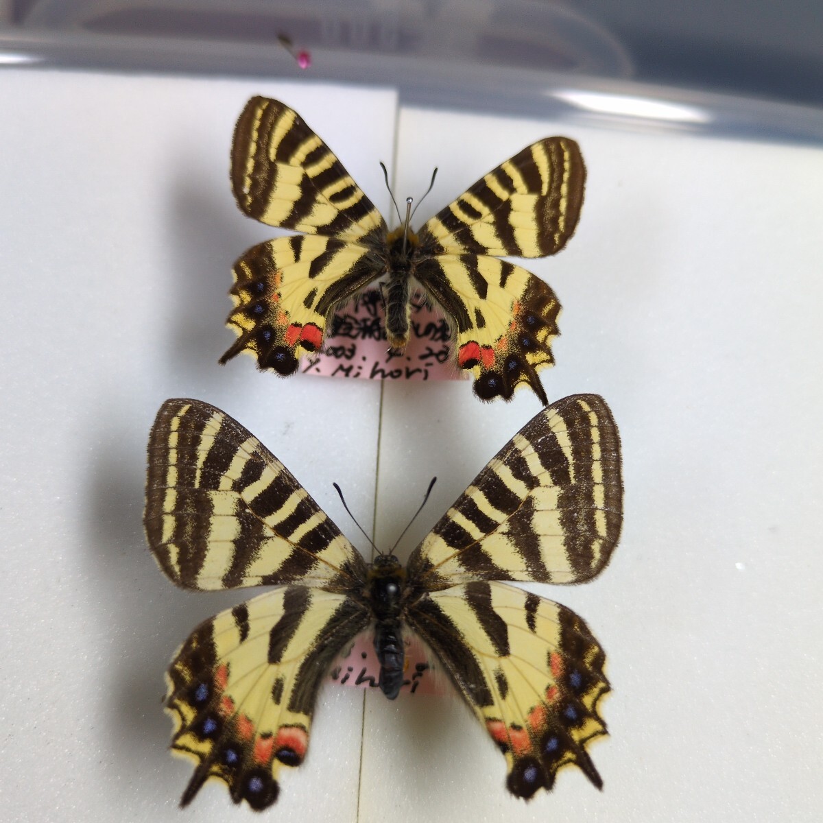 ヒメギフチョウ 岩手 山梨 長野 等 蝶 標本 昆虫