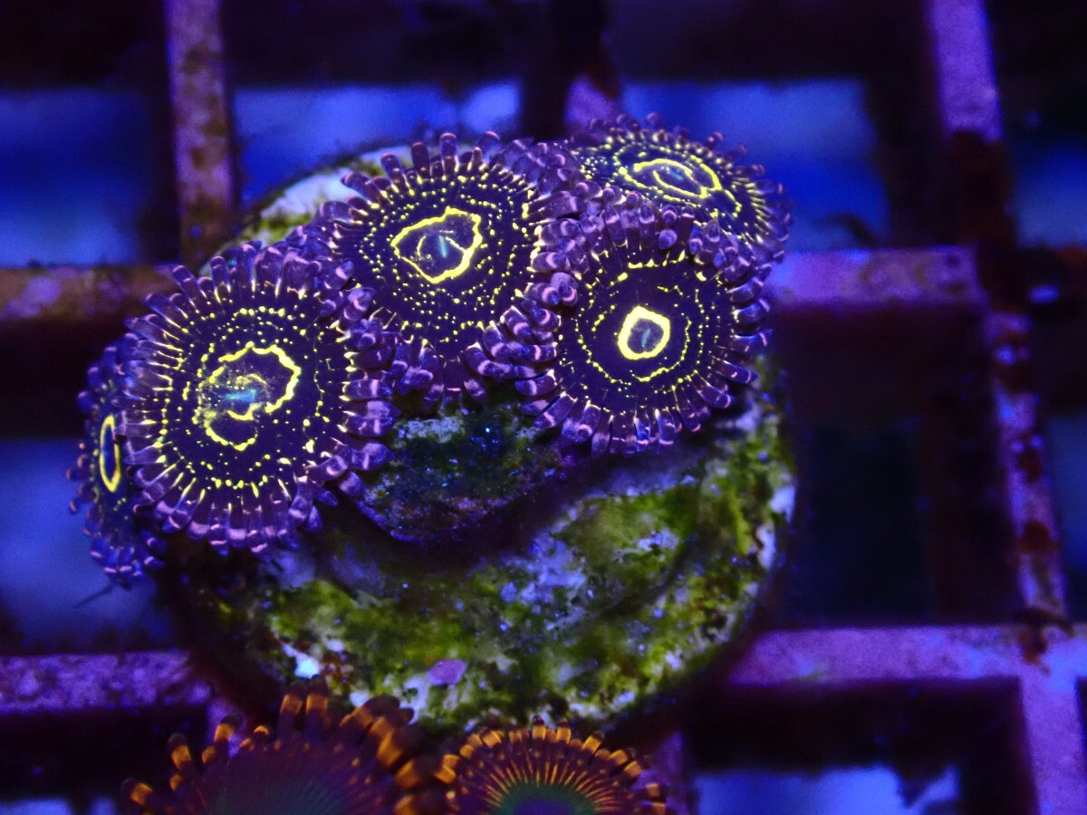 マメスナギンチャク ストラトスフィア サンゴ 01 マメスナ