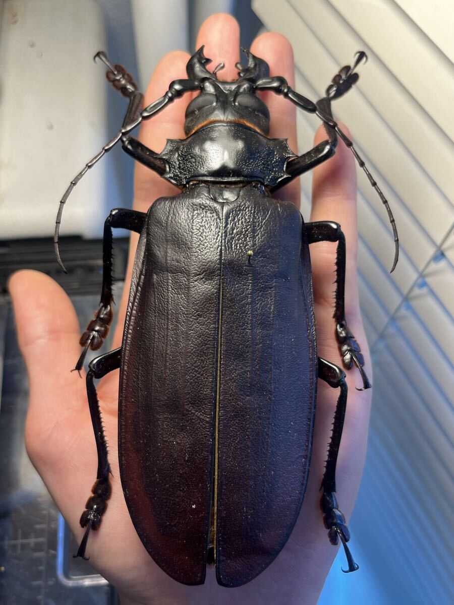 150mmup】オオキバウスバカミキリ標本 Macrodontia cervicornis 昆虫