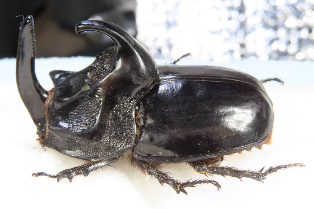 大型 良型 マキシカクワガタ♂野外標本 【公式通販】