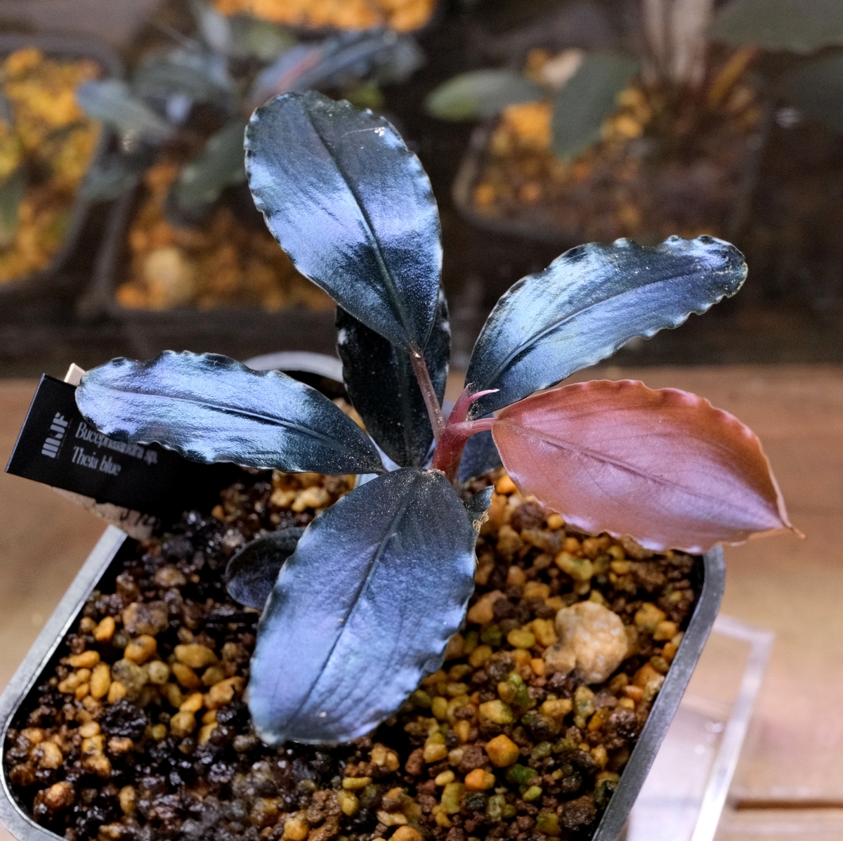 Bucephalandra sp.ティアブルー ブセファランドラ blue