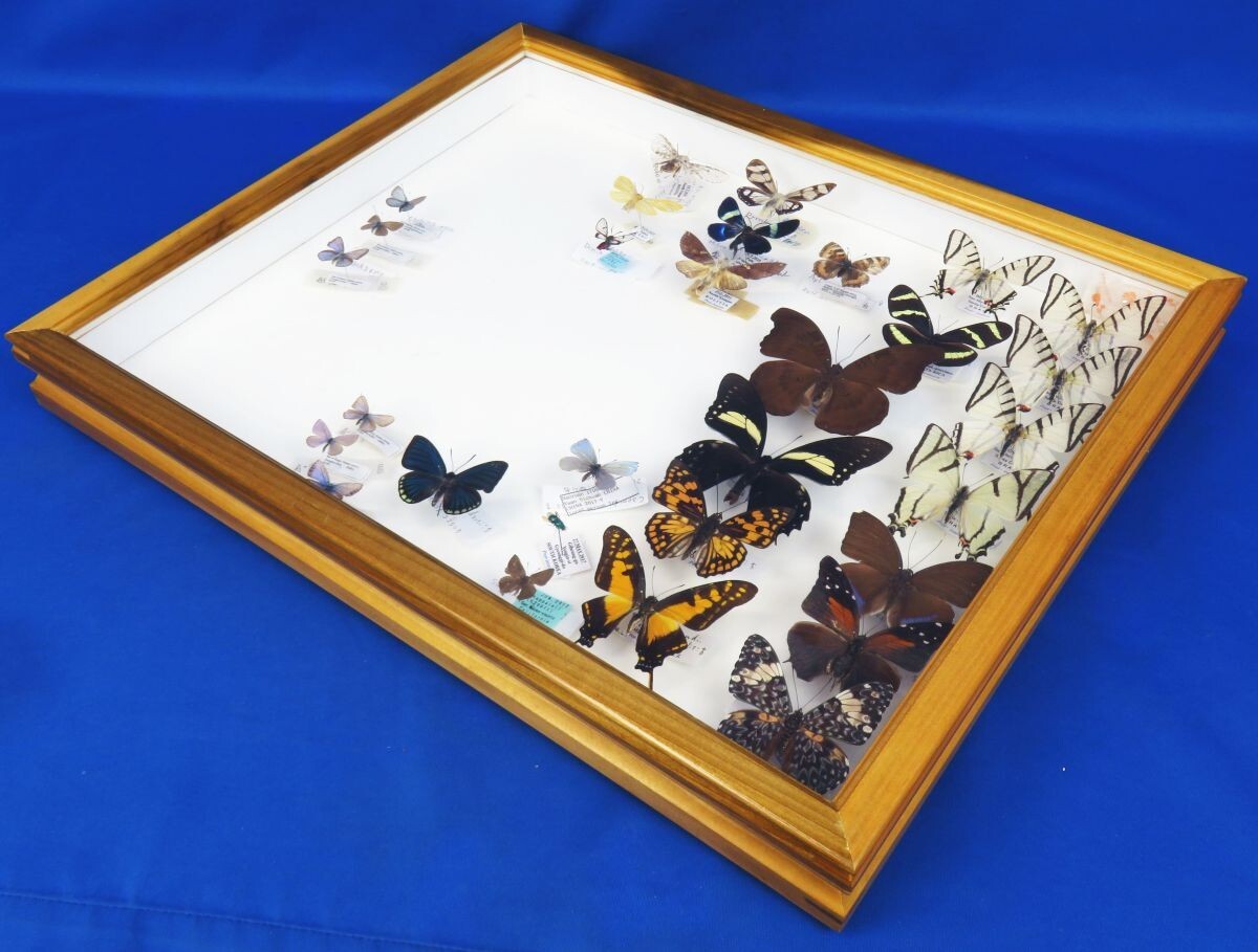 蝶の標本 17頭 ガラスケース入り 蝶の標本 17頭 ガラスケース入り