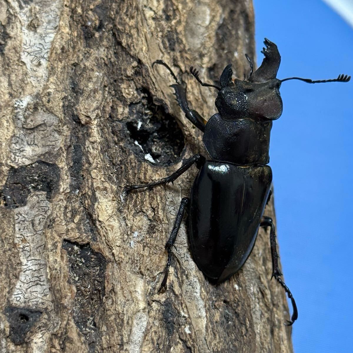 標本】雌雄モザイク ミヤマクワガタ 標本】雌雄モザイク ミヤマクワガタ