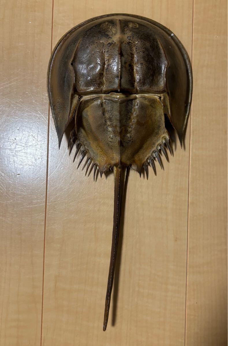 野生 カブトガニ脱皮殻 約42センチ 奇形個体 野生 カブトガニ脱皮殻