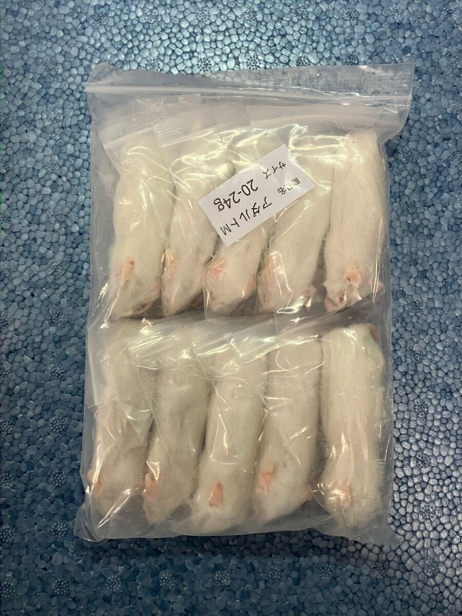 送料無料 冷凍マウスアダルトM100匹 【公式通販】