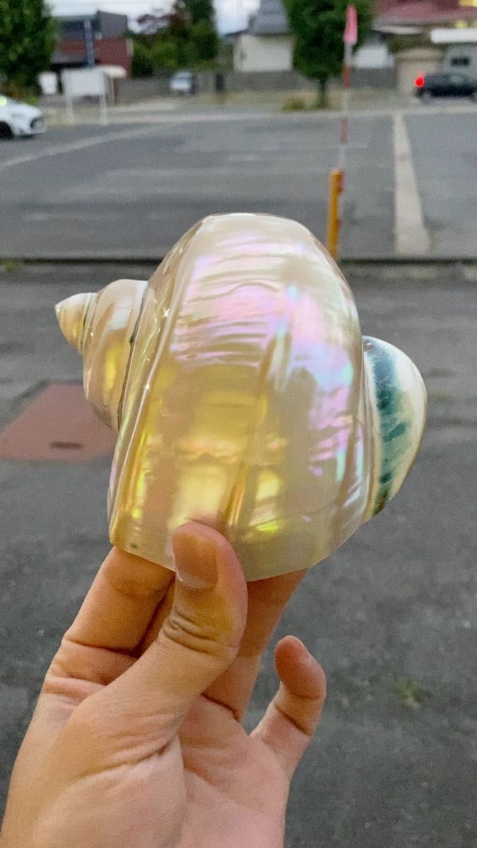 夜光貝 美品 15cm 前後300g以上 磨き上げ済み｜Yahoo!フリマ（旧PayPay