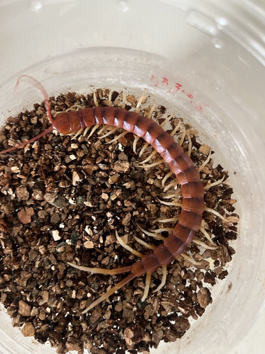 百足最大種】ペルビアンホワイトレッグセンチピード 全長22cm程 標本