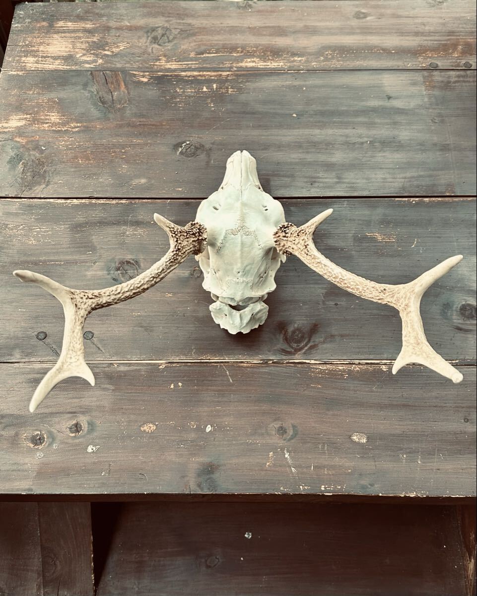 鹿 鹿の角 骨格標本 インテリア（C）