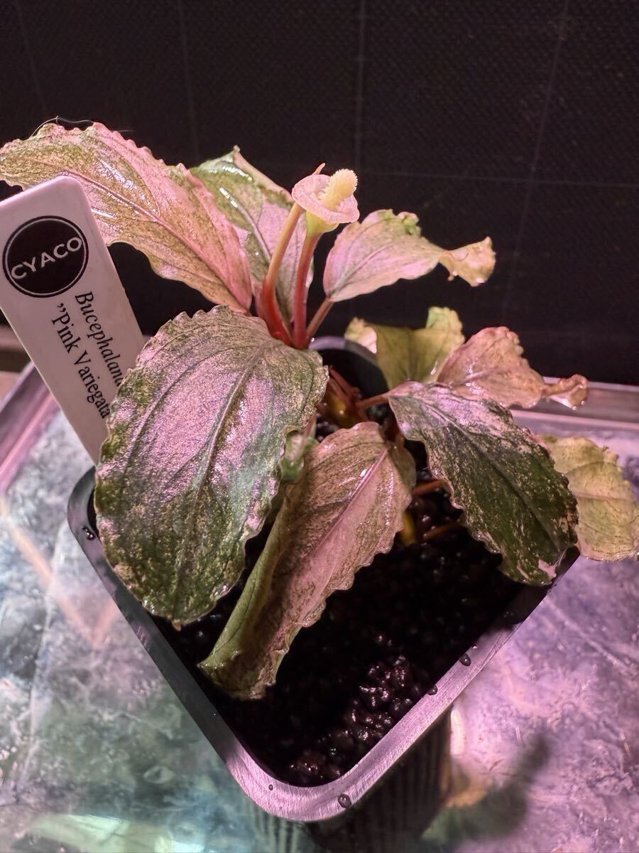 Bucephalandra sp.PinkVariegatedピンクバリエガータ ブセファランドラ