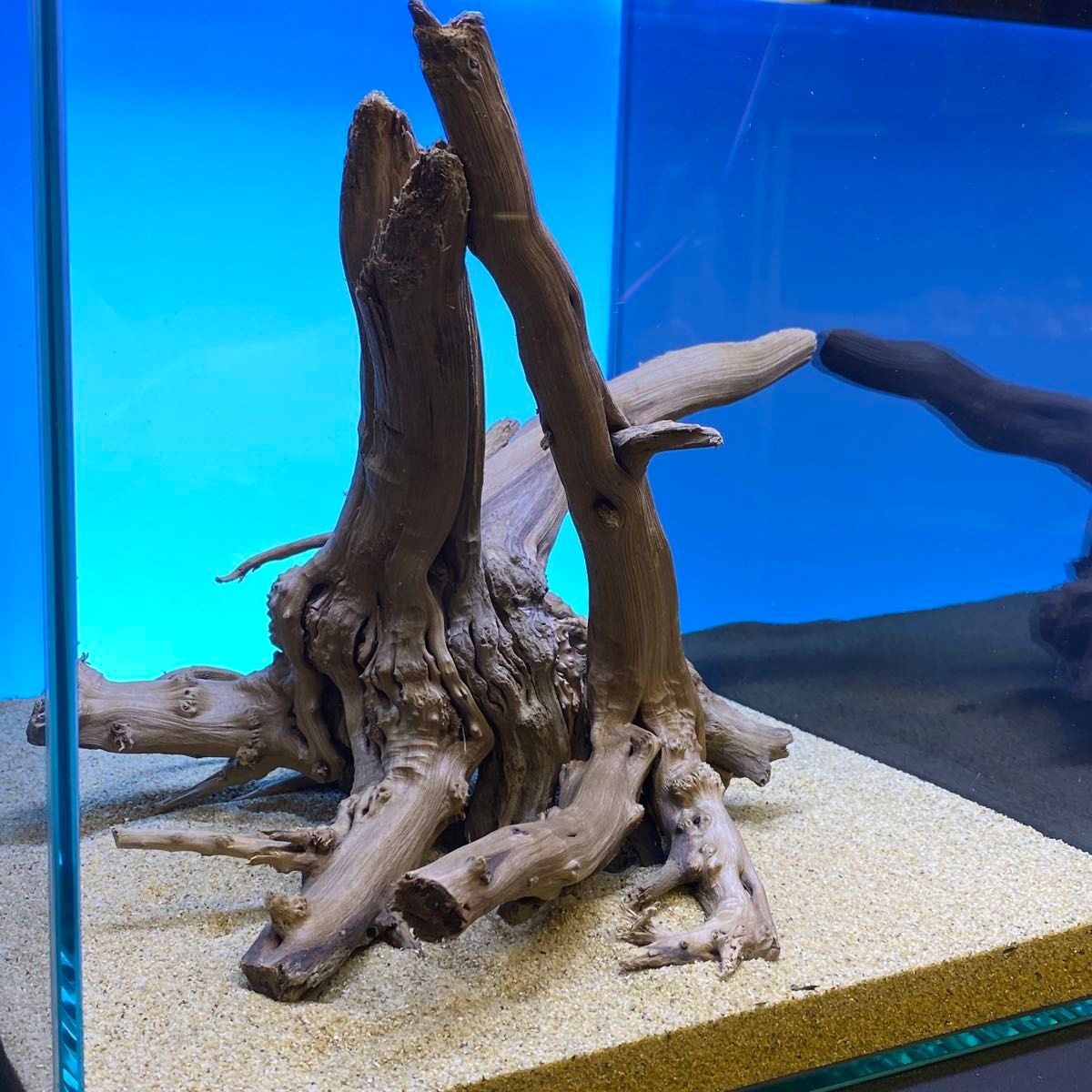 XM-363 ブランチウッド 流木 マシンガンウッド アクアリウム 爬虫類 XM