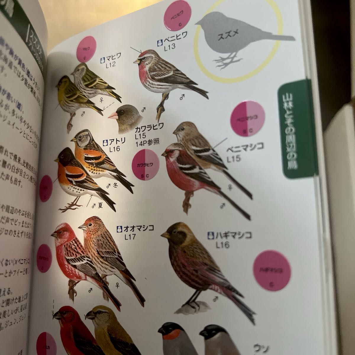 日本野鳥の会 鳴き声タッチペン ハンディ図鑑 セット 日本野鳥の会