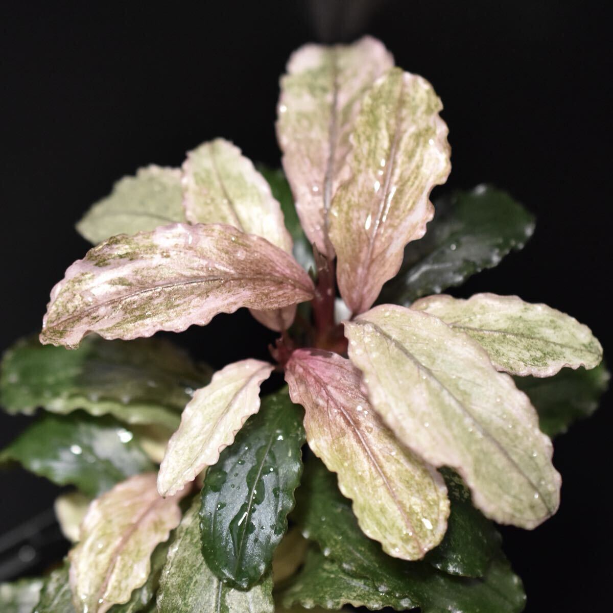 Bucephalandra sp. Pink Variegata - 水草公式 ストア Bucephalandra