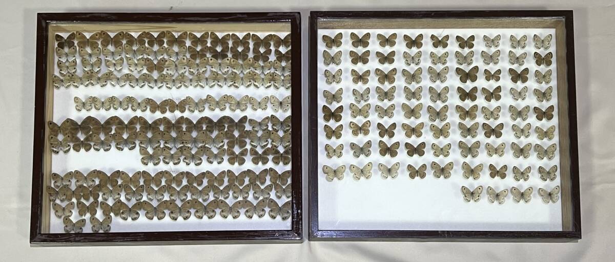 カ*コ様 ウラジャノメ 北海道産 6♂ 日本産蝶標本 カ*コ様 ウラ