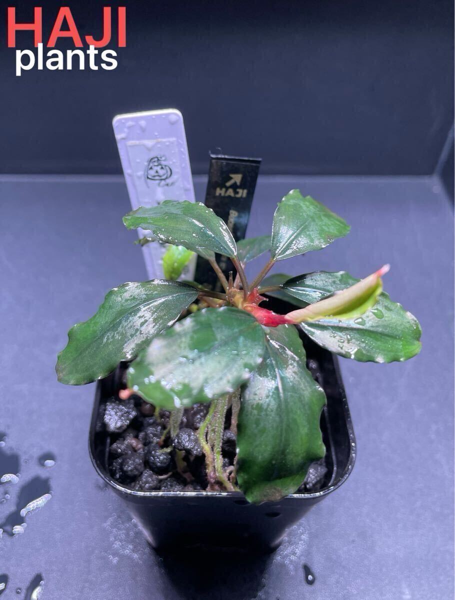 爆買い，限定SALE Bucephalandra sp.”Theia blue” 水上葉 1株