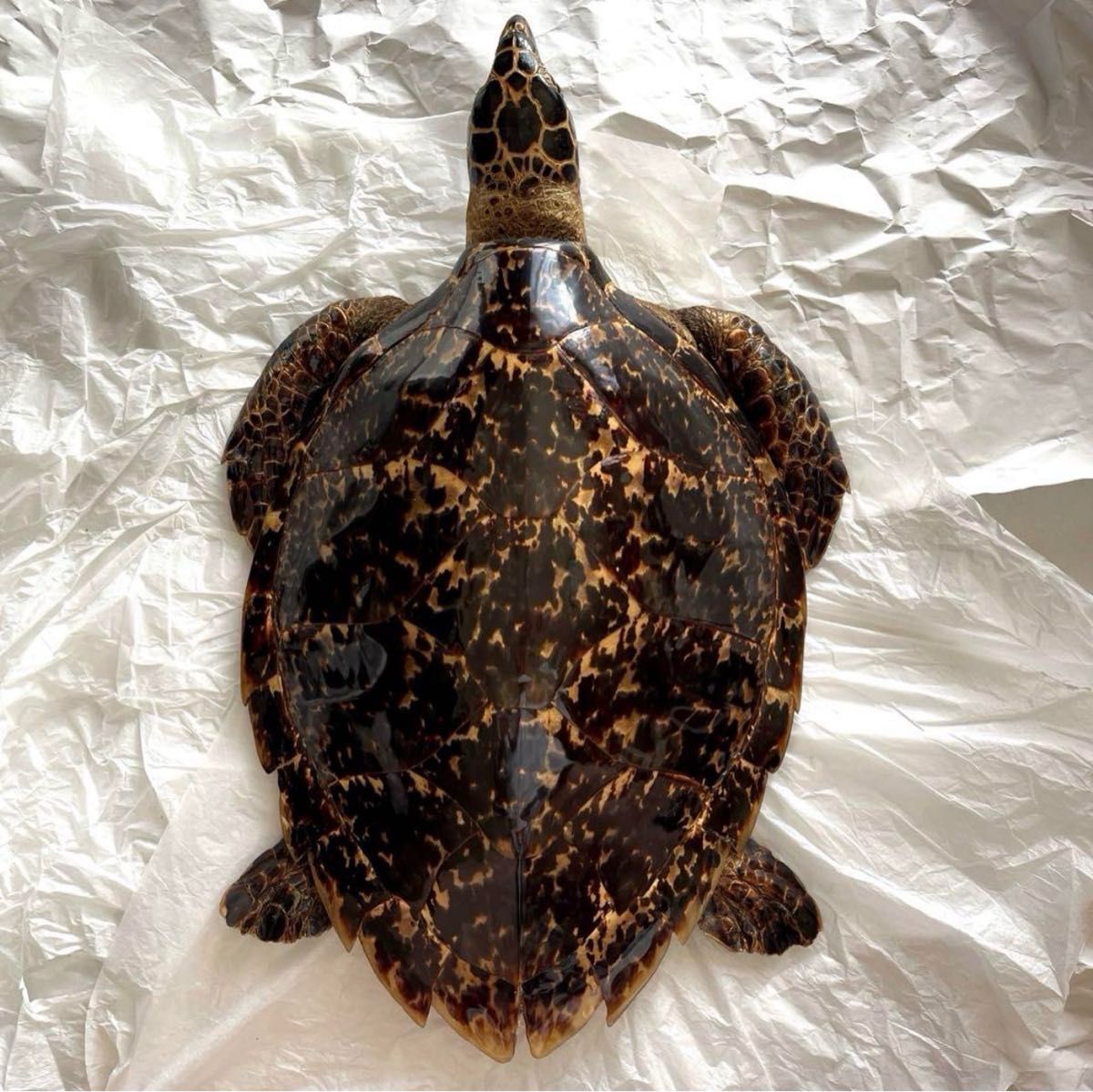 ウミガメ 剥製 海亀 タイマイ べっ甲 国際希少野生動植物種登録票有