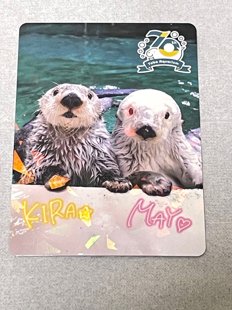 鳥羽水族館 コレクションカード 70周年記念 レアカード ラッコ キラ