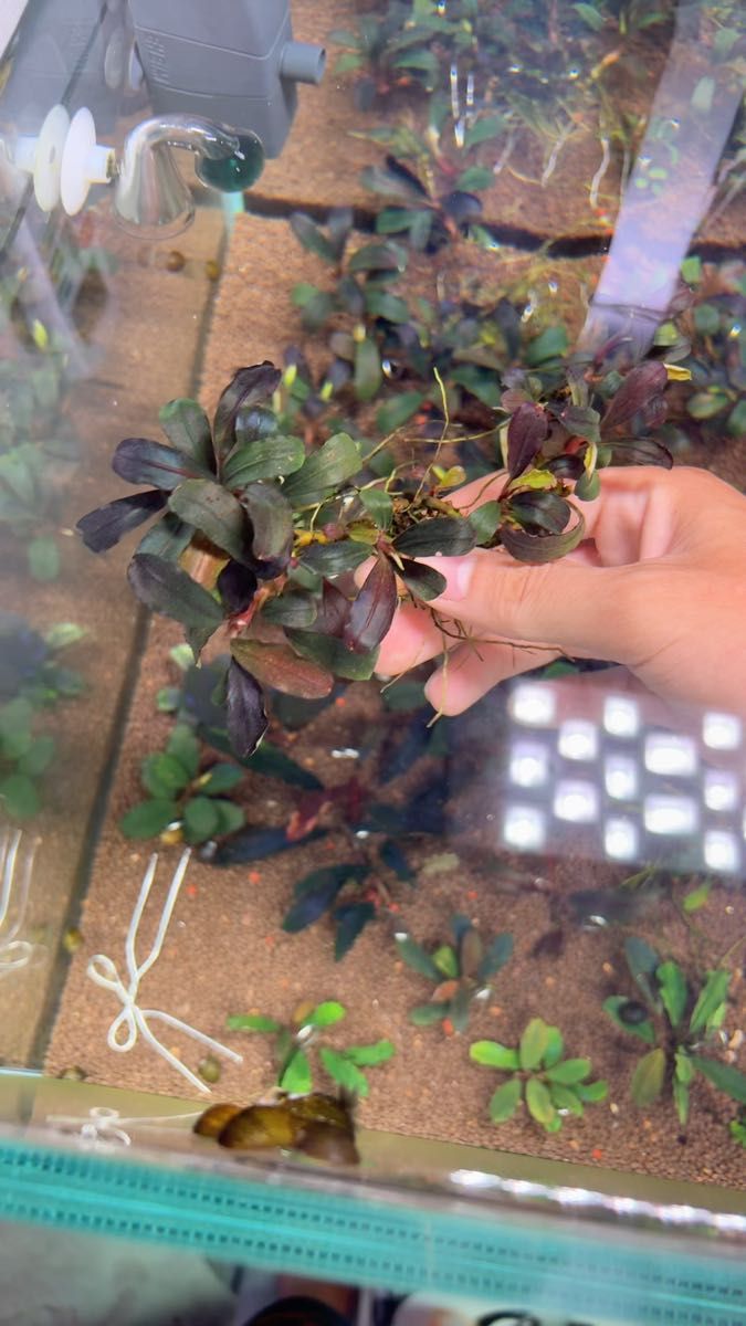 ブセファランドラsp.Demos 3rd【完全水中葉】水の国