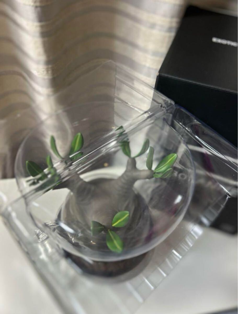 ボタナイズ メディコムトイ フィギュア BOTANIZE クレベリン MEDICOM