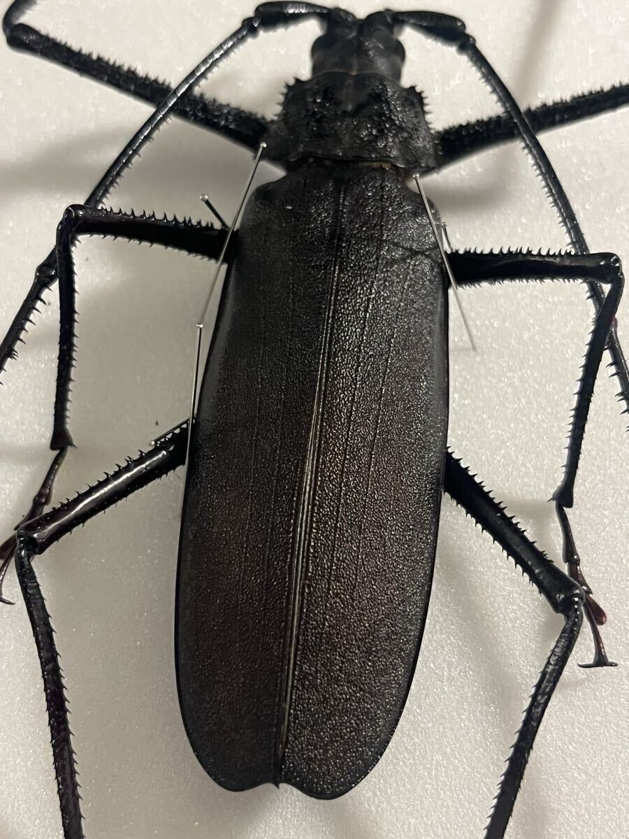 まとめ 【125mm♂】ハイエシオオウスバカミキリ オオウスバカミキリ