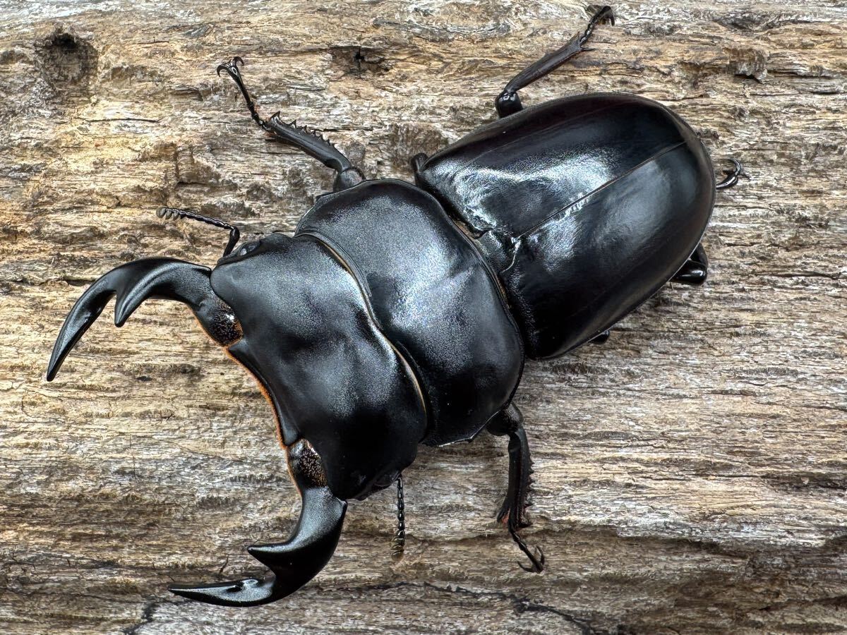 ベスト 【おまけMSGつき！】ヘキサギア バルクアームα（アルパ） 微