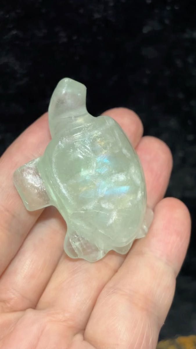 ベッコウ亀剥製 国際希少野生動植物種登録票付き 値引き可能 ベッコウ