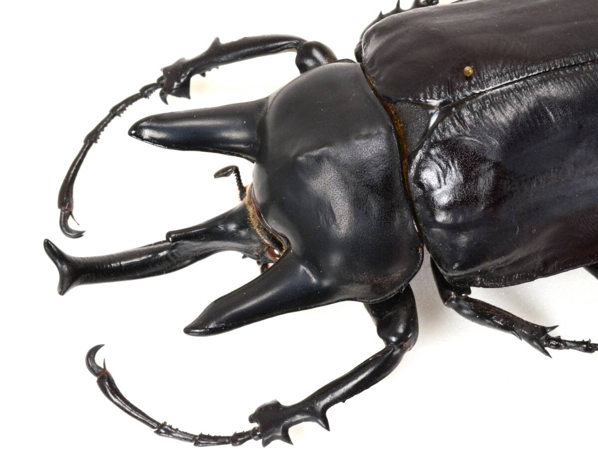 販売 【花滝】特選極太アクティオンゾウカブト 標本 Yahoo