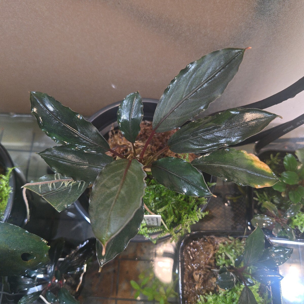 限定1株 ブセファランドラ sp, モトレイアーナ 極紫個体 水上葉