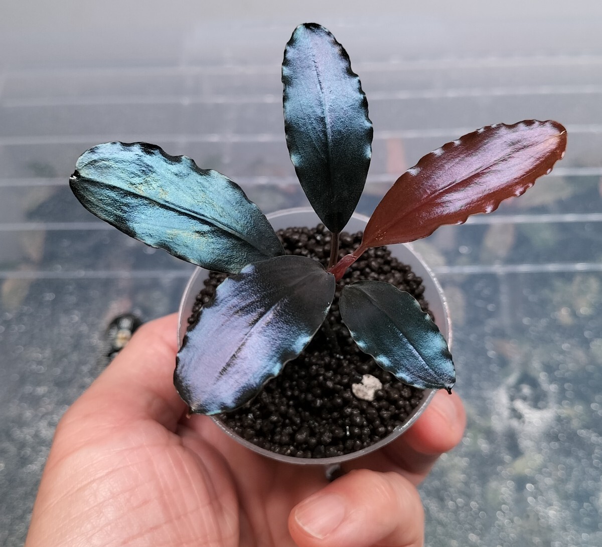 Bucephalandra sp.”Theia blue” ブセファランドラ sp ティア