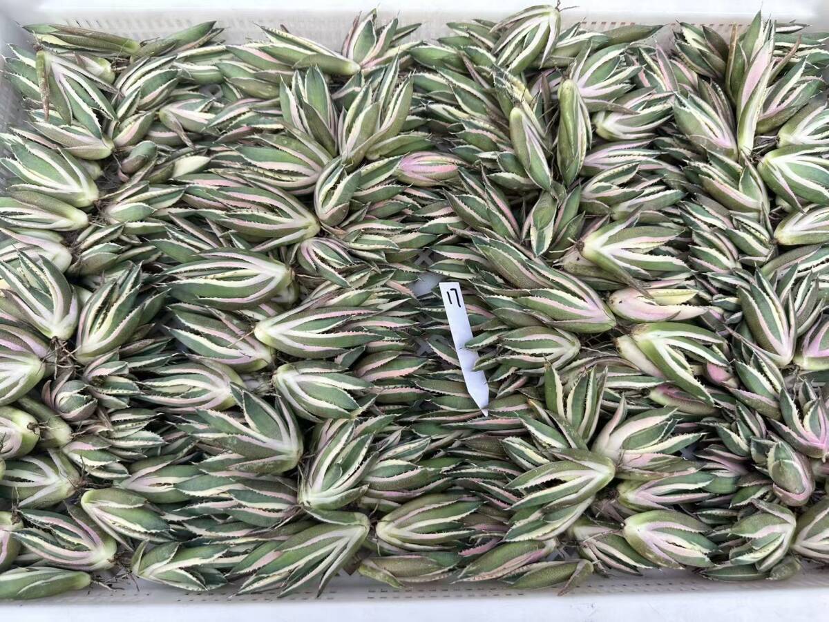 勝峰作】花台 飾り台 螺鈿細工 販売 金彩蒔絵 机 ガラス付属 ②