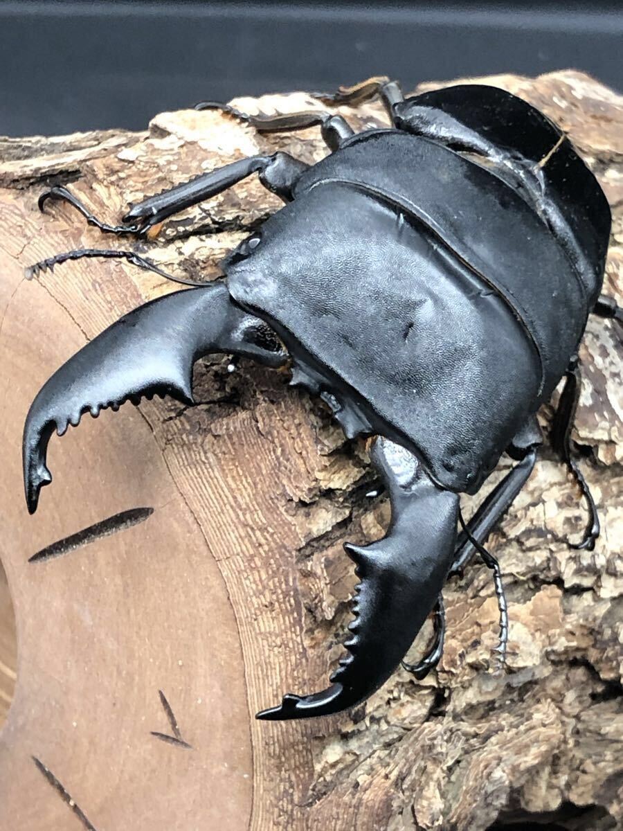 古伊万里 色絵松竹梅文様七寸長皿 冨貴長春 江戸時代 古陶を楽しむ 裏