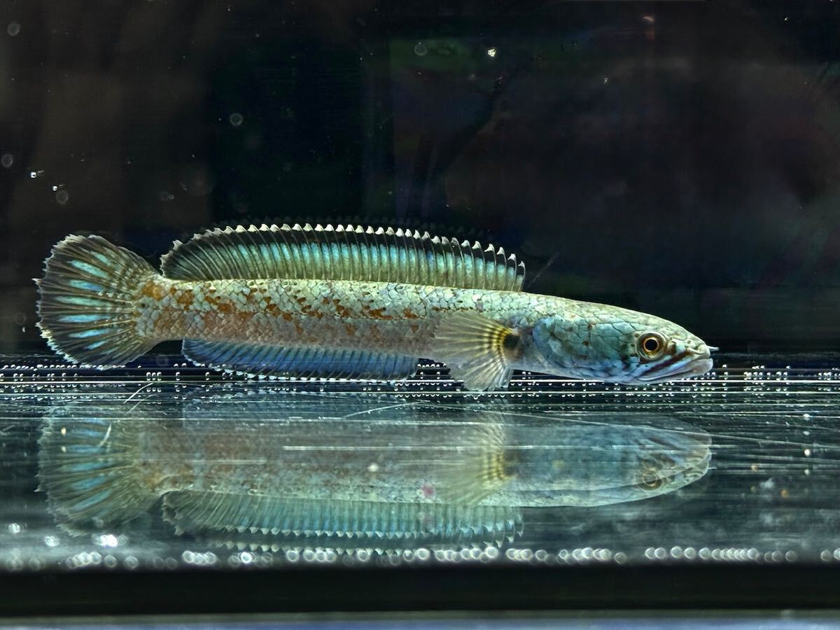 印判皿 明治 大正 二枚 花文様 牡丹 大正ロマン モダン 印判皿 明治 大正