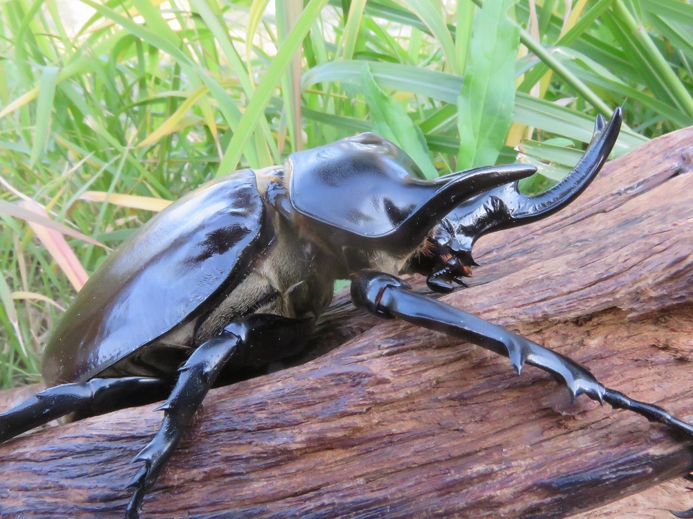 ヤマこっと】 (5)アクティオンゾウカブト(レックス) ♂108mm 単品