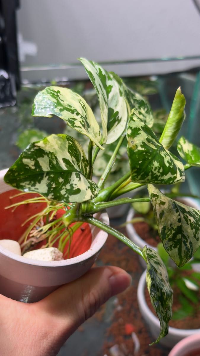 アヌビアスsp 斑入りキングAnubias sp Variegated King｜Yahoo!フリマ