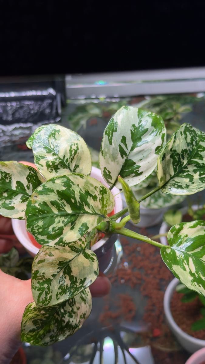 アヌビアスsp 斑入りキングAnubias sp Variegated King｜Yahoo!フリマ